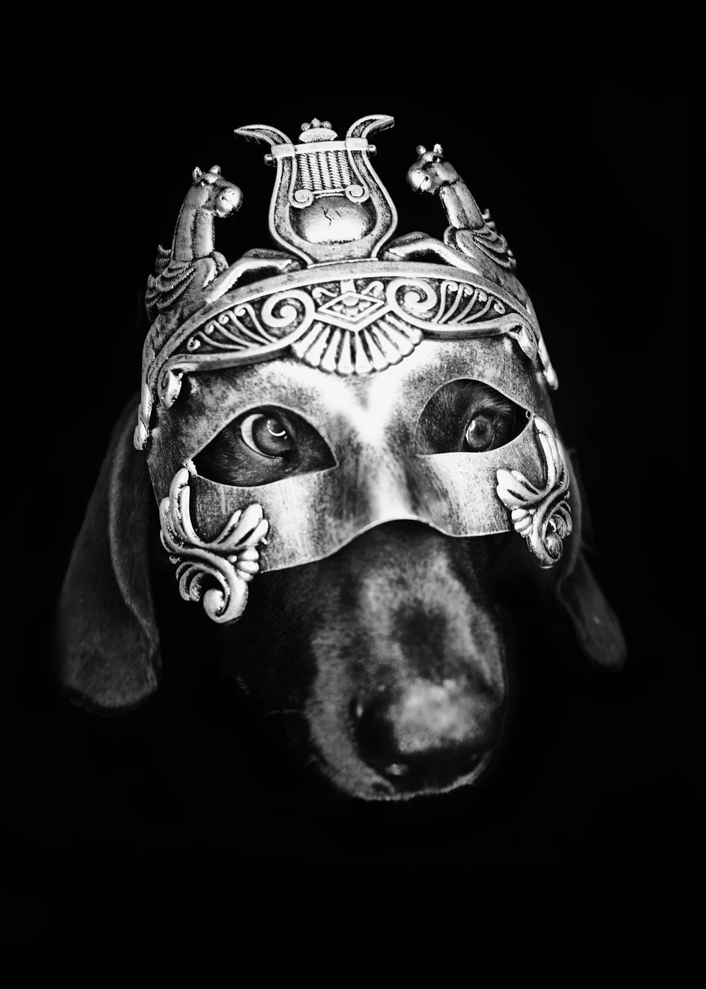 A dog wearing an ornate, decorative mask with a design resembling a deity or mythological figure, set against a black background.